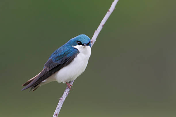 istock Tree swallow (Tachycineta bicolor), Bombay Hook NWR, Delaware, USA 588961656