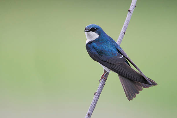 Tree swallow (Tachycineta bicolor), Bombay Hook NWR, Delaware, USA stock photo
