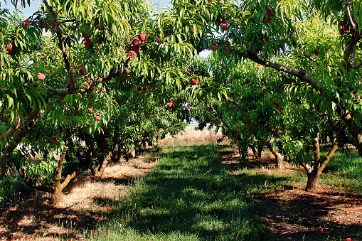 Peach trees in the row with red peaches