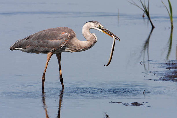 Great blue heron (Ardea herodias), Bombay Hook NWR, Delaware, USA
