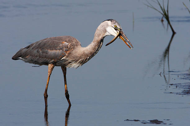 istock Great blue heron (Ardea herodias), Bombay Hook NWR, Delaware, USA 588962060
