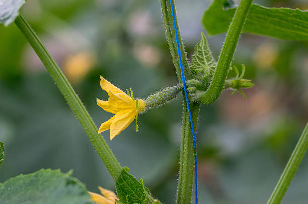 istock and the emergence of flowering fruit cucumber 588962338