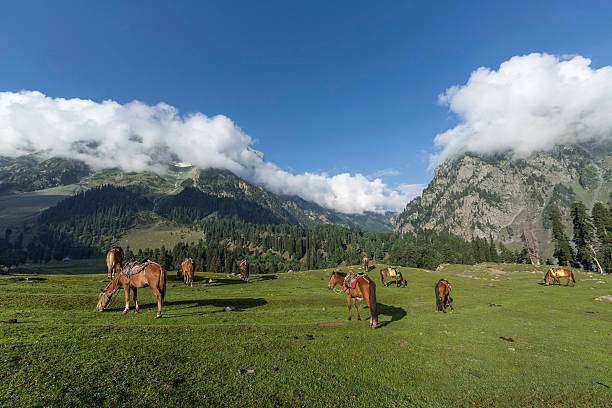 istock Horses of Sonamarg Kashmir 588963054