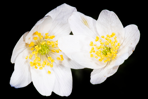 Close-up of an wood anemone