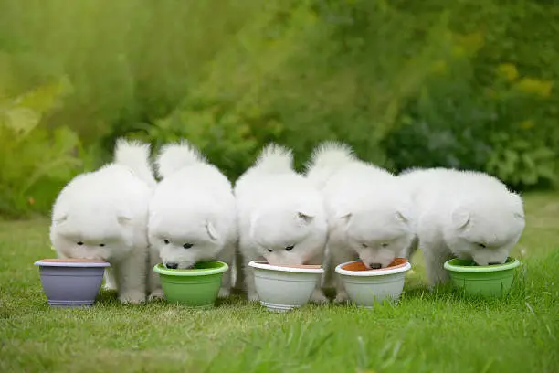 puppy Samoyed dog eating food from a bowl