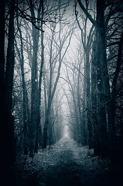 istock Alley of trees 588964512