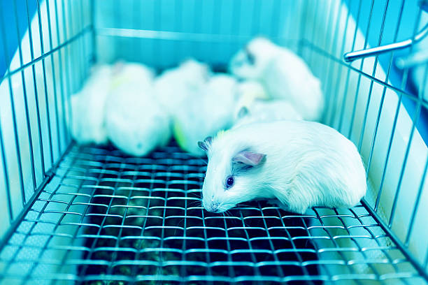 Guinea pig cultred in the cage for experiment