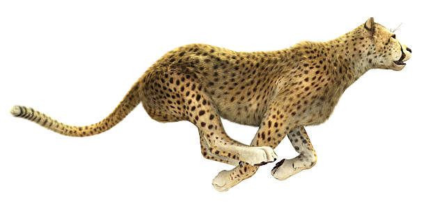 Cheetah running isolated stock photo