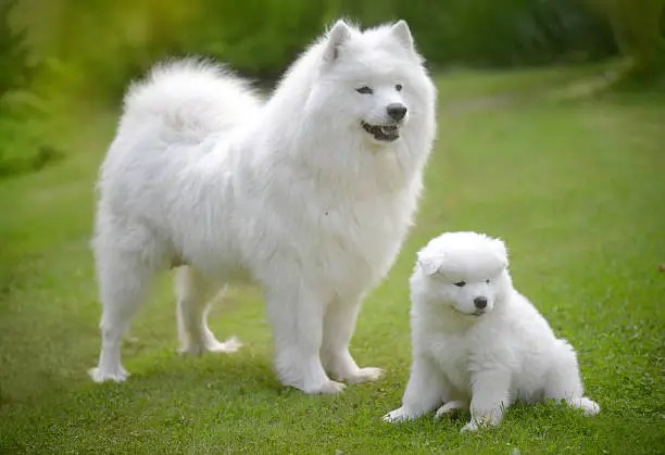 Samoyed dog on the lawn with her puppies