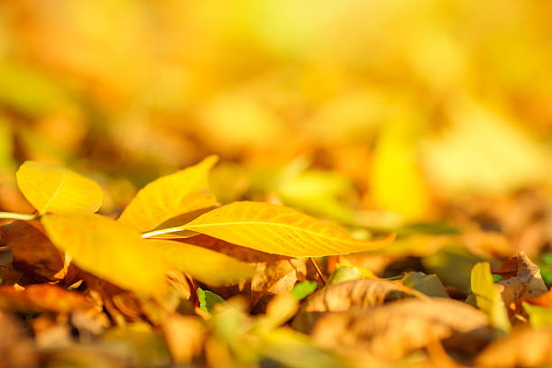 istock Autumn leaves in the forest 588968364