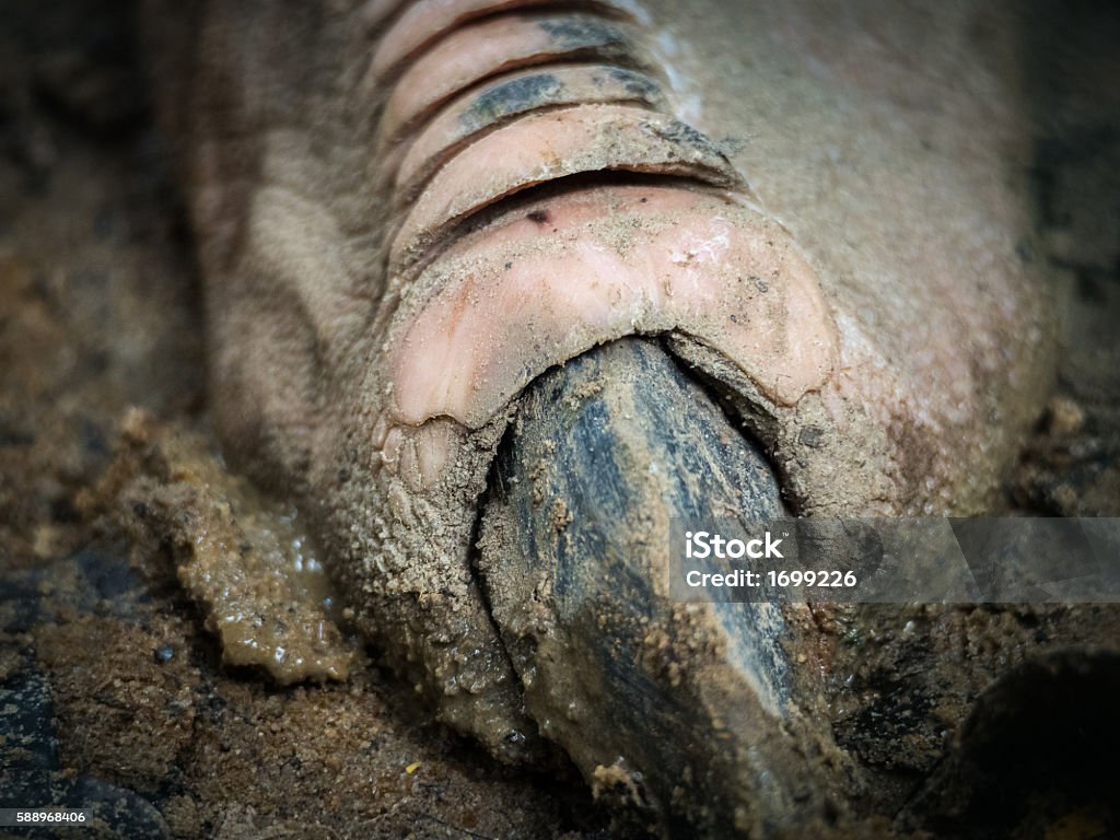 Emu feet Australia Stock Photo