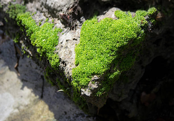 istock Green lichen fungus on rough stone 588970132