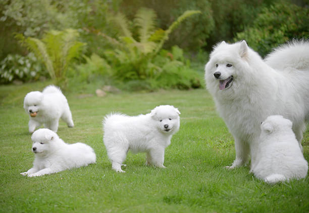 istock Samoyed dog on the lawn with her puppies 588970146