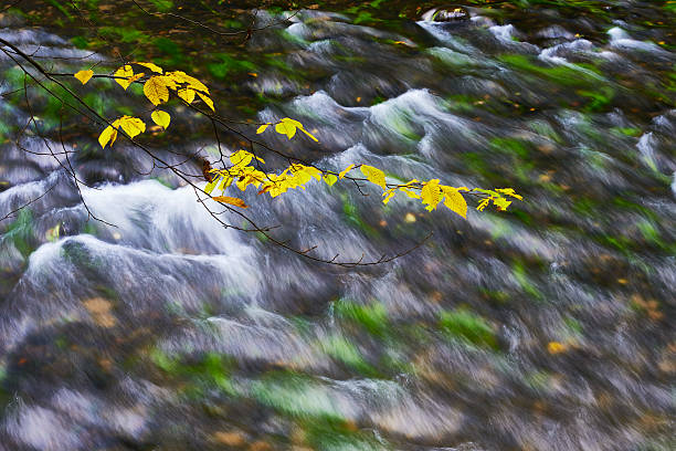 istock Autumn river and branch 588970216