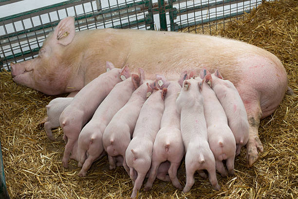 새끼 돼지 간호로 뿌리기 - 암퇘지 뉴스 사진 이미지
