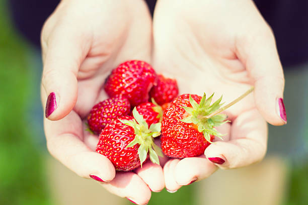 istock Bright red strawberries in the hands 588971658