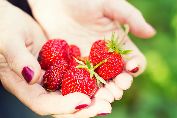 istock Bright red strawberries in the hands 588971704