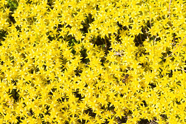 istock Bee on yellow flowers in the garden 588972170