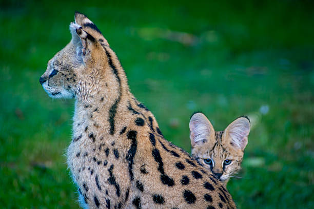 This little serval kitten is looking at me behind it's mama's back.