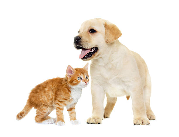 istock kitten and  labrador puppy on a white background isolated 588974896