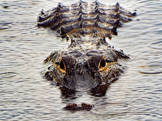 istock Alligator in the Everglades Mississippiensis 588977006