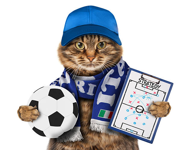Funny cat with soccer ball on white background.