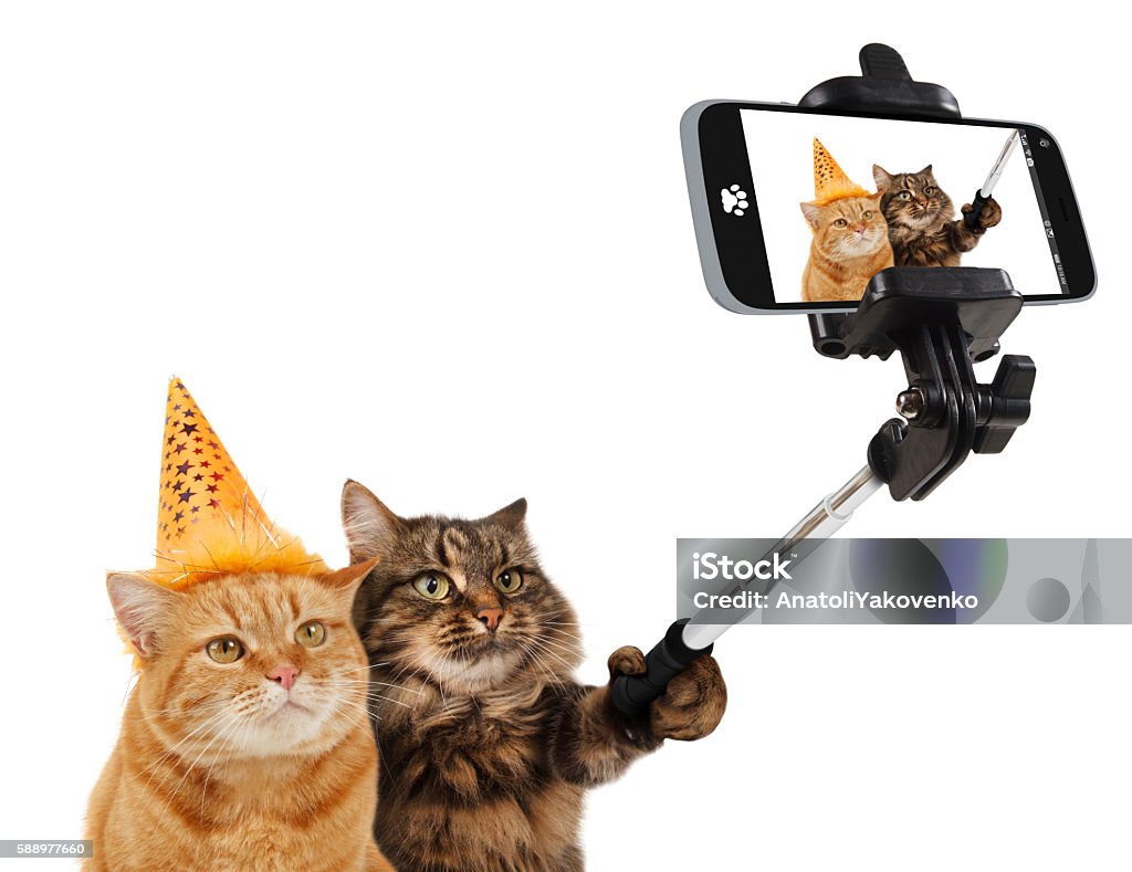 Funny cats are taking a selfie with smartphone camera. Funny cats - Selfie picture. Selfie stick in his hand. Funny cats are taking a selfie with smartphone camera. Funny cats are celebrating the birthday. Selfie party . Domestic Cat Stock Photo