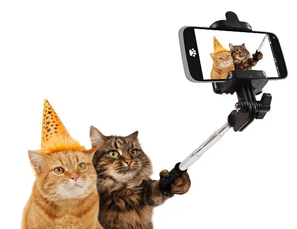 Photo of Funny cats are taking a selfie with smartphone camera.