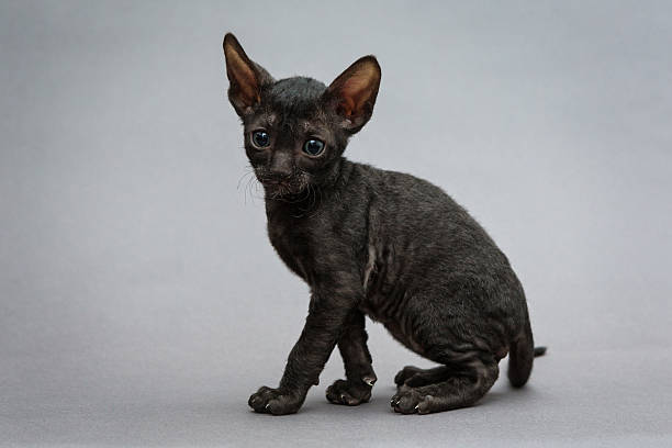 500+ Cornish Rex Cat In Black Stock Photos, Pictures & Royalty-Free Images  - iStock