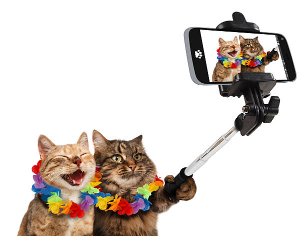 istock Funny cats are taking a selfie with smartphone camera. 588977762
