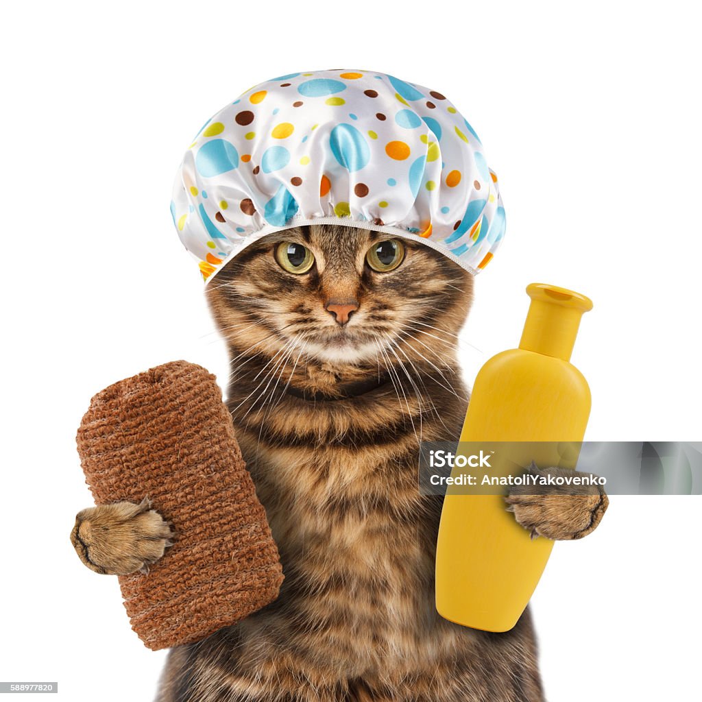 Funny Cat Going To Washing Stock Photo - Download Image Now ...
