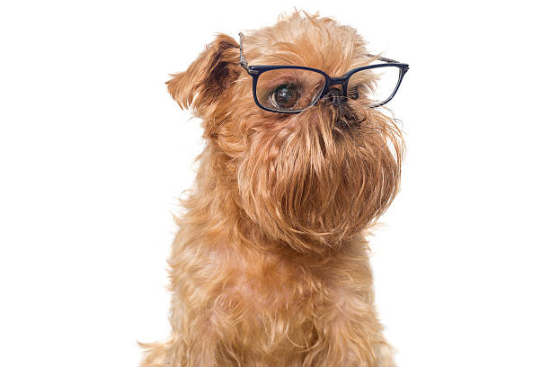 istock Dog portrait with glasses 588978028