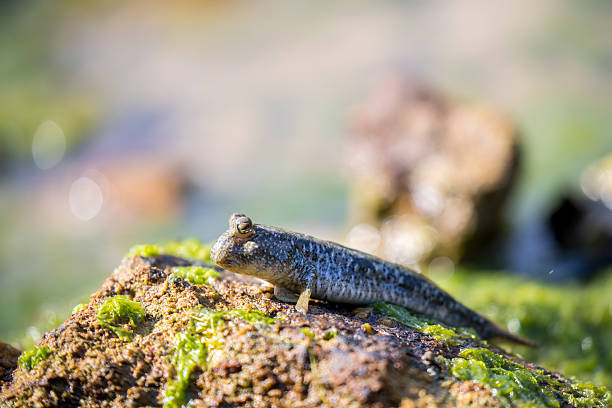 Mudskipper perching on rock with blur, bokeh and green background