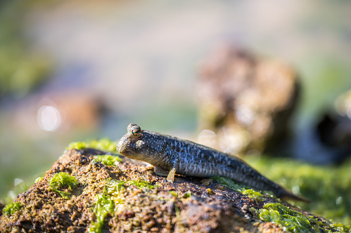 Mudskipper perching on rock with blur, bokeh and green background