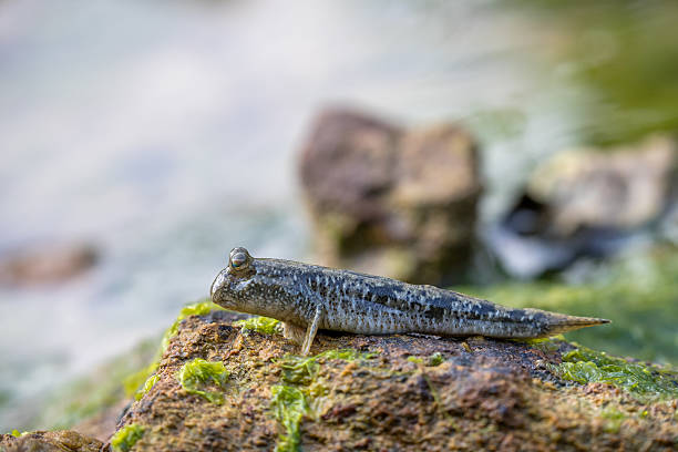 Mudskipper perching on rock with blur, bokeh and green background