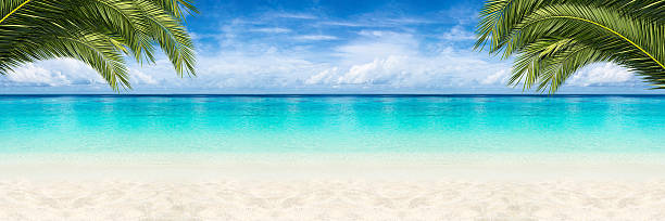 paradies strand hintergrund - palm tree tree summer sky stock-fotos und bilder