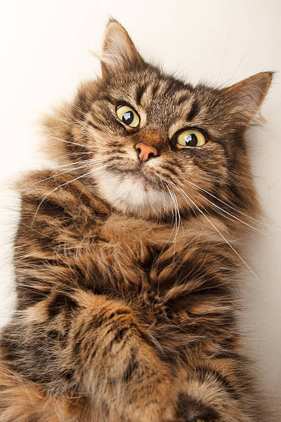 istock Funny cat on the floor. 588979132