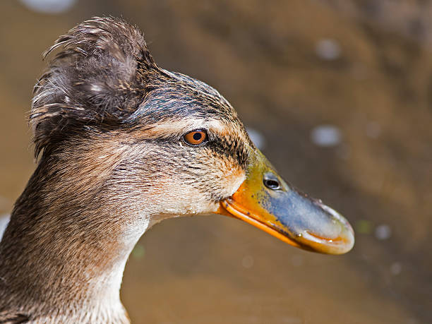 istock Female Tufted Mallard Duck 588979908