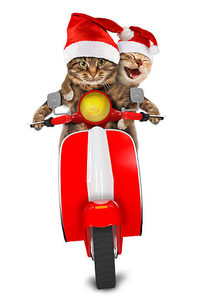 Funny cats are driving a moped. Christmas theme.