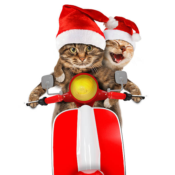 istock Funny cats are driving a moped. Christmas theme. 588980154