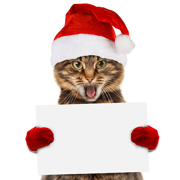 istock Funny cat in christmas hat holding white banner 588980218