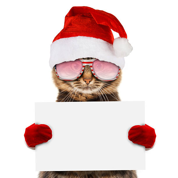 istock Funny cat in christmas hat holding white banner 588980244