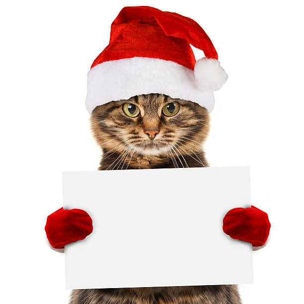istock Funny cat in christmas hat holding white banner 588980284