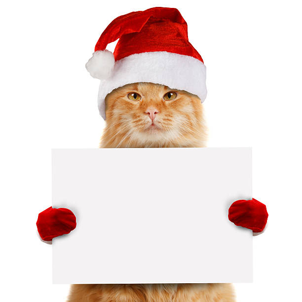 istock Funny cat in christmas hat holding white banner 588980440