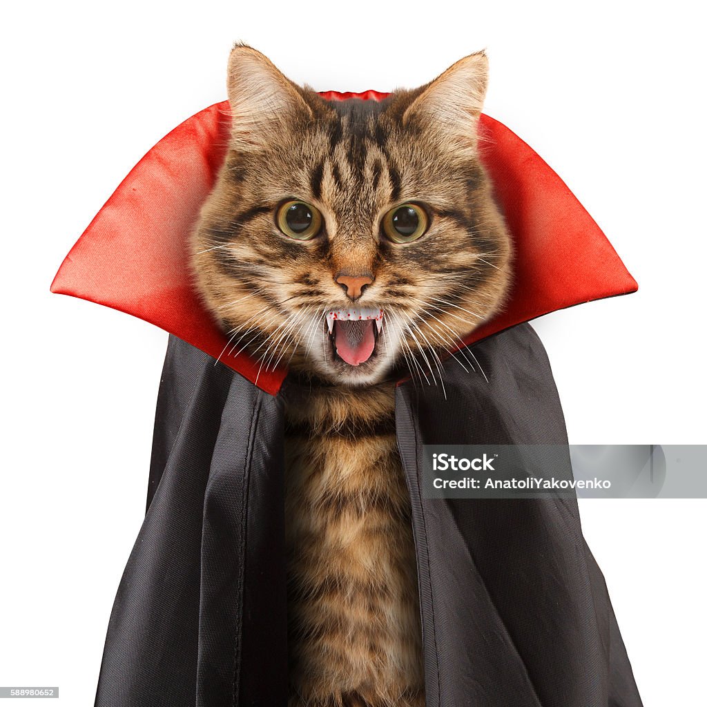 Funny Cat Celebrates Halloween Stock Photo - Download Image Now ...