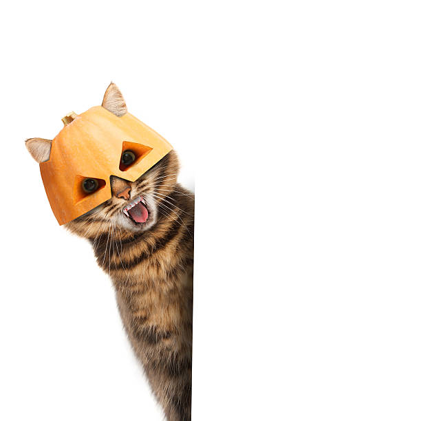 istock Funny cat is wearing a halloween mask 588980734