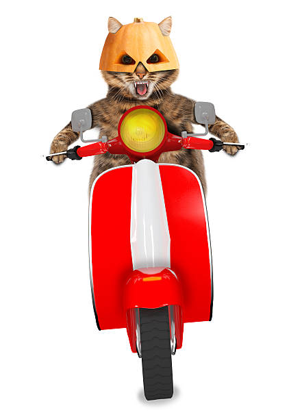 istock Funny cat with fangs in halloween mask driving a moped 588980938