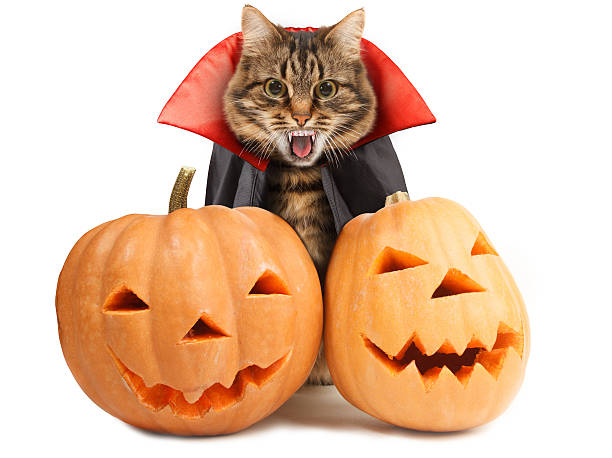 istock Funny cat celebrates Halloween 588980988
