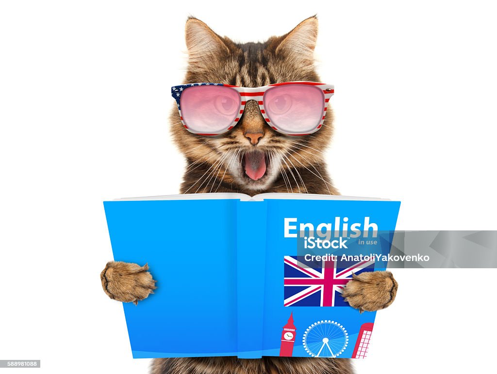 Gato divertido está aprendiendo inglés. Gato leyendo un libro. - Foto de stock de Humor libre de derechos