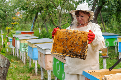 woman beekeeper looks after bees in the hive